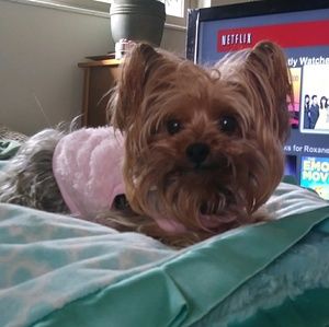 Meet your Posher, Jorgi